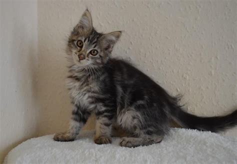<b>Maine</b> <b>Coons</b> are full of love and playfulness. . Maine coon kittens for sale rochester ny